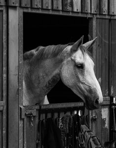 The aging horse and Cushing's disease