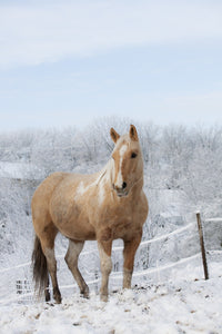 Pamper your horse well in winter.... 