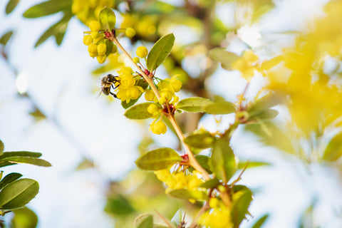 Le cavalier : la gamme cosmétique Api bio